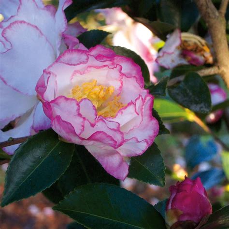 October magic inspiratioh camellia